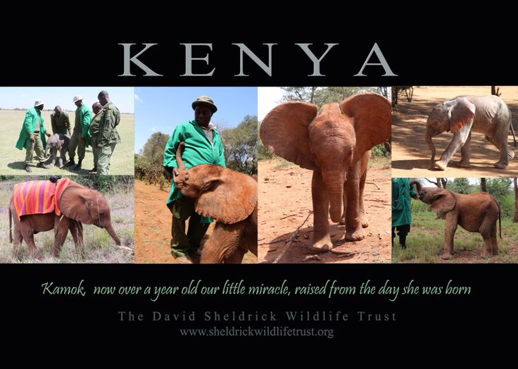 37282d6b9653845a5b8033f9aeaf849f--david-sheldrick-wildlife-trust-baby
