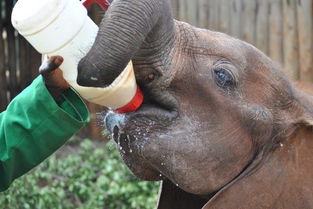 Estampida de huérfanos.